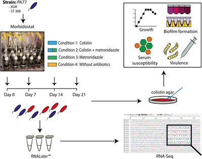 Transcriptomic Basis of Serum Resistance and Virulence Related Traits in XDR P. aeruginosa Evolved Under Antibiotic Pressure in a Morbidostat Device